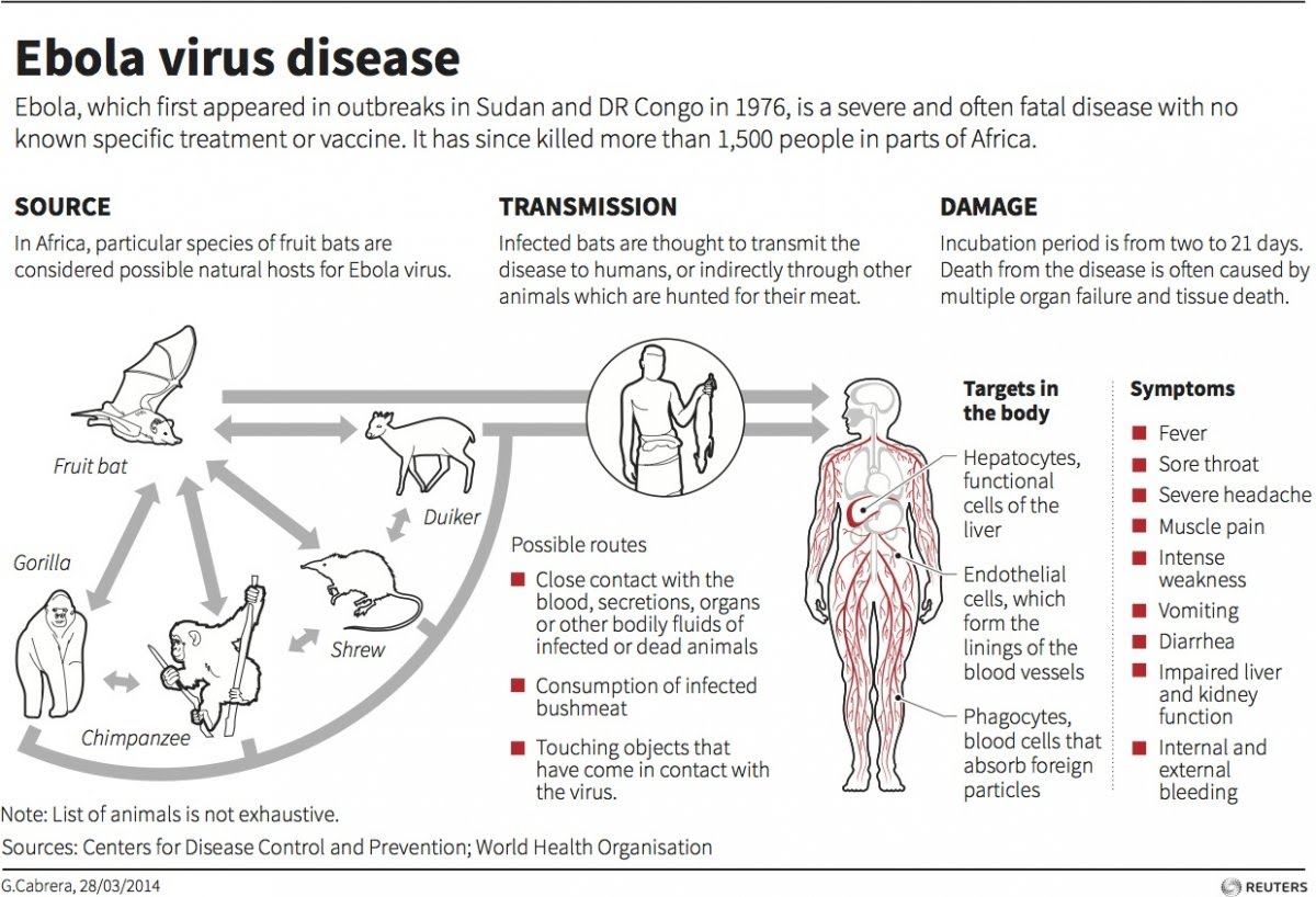Ebola Nursing Homework Help